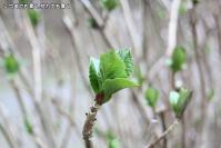pic20110320_20