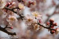pic20120316_31