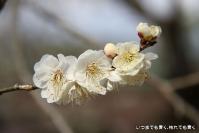 pic20120316_39