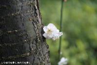pic20120321_14