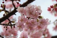 pic20120321_15