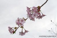 pic20120321_17