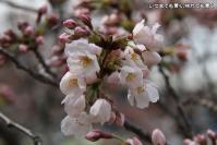 pic20120401_07