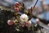 pic20120409_14