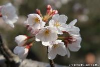 pic20120409_24