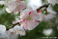 pic20120419_12