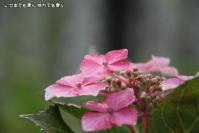 pic20120610_18