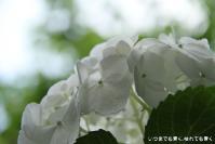 pic20120617_30