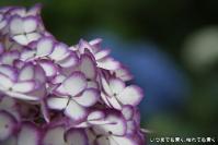 pic20120626_14