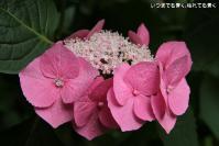 pic20120628_17
