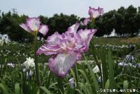 pic20120706_07