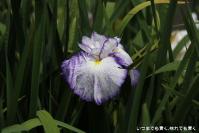 pic20120706_10