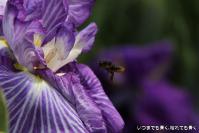 pic20120706_21