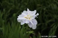pic20120706_29