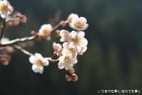 pic20130317_15