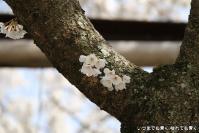 pic20130323_11