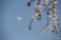 pic20130323_34
