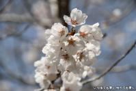 pic20130330_02