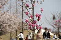 pic20130330_07