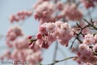 pic20130330_08