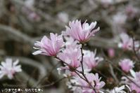 pic20130331_08