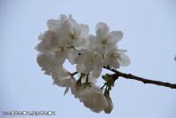 pic20130415_07