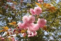 pic20130415_11