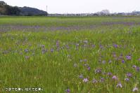 pic20130518_43