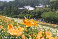 pic20130608_32