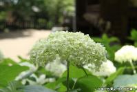 pic20130618_38